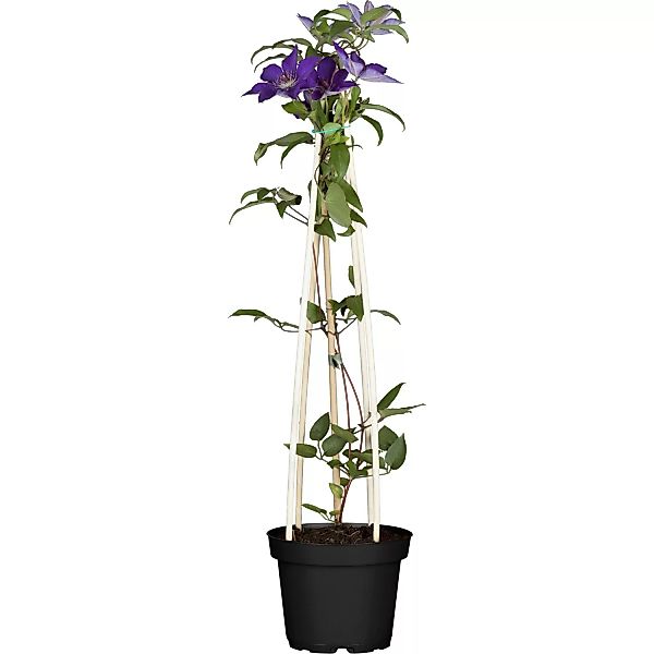 Waldrebe Jackmanii Violett Höhe ca. 40-60 cm Topf-Ø ca. 17 cm Clematis Hybr günstig online kaufen