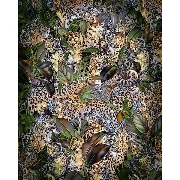 Komar Vliesfototapete Wild Cats 200 cm x 250 cm günstig online kaufen