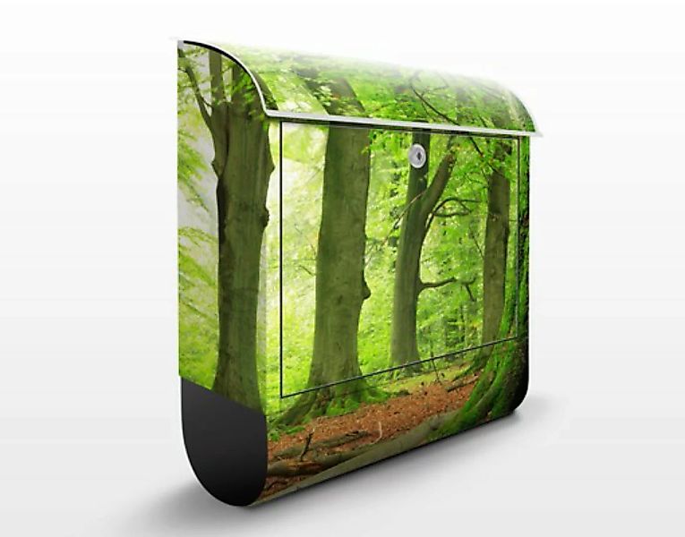 Briefkasten Natur & Landschaft Mighty Beech Trees günstig online kaufen