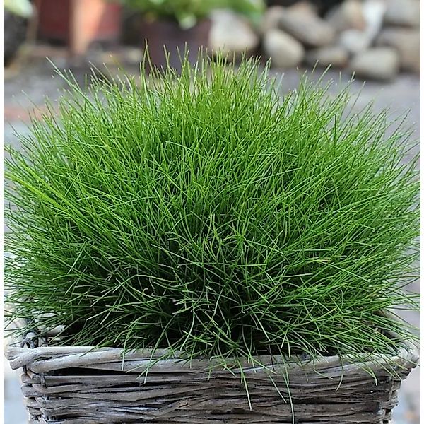 Bärenfell Schwingel - großer Topf - Festuca scoparia günstig online kaufen
