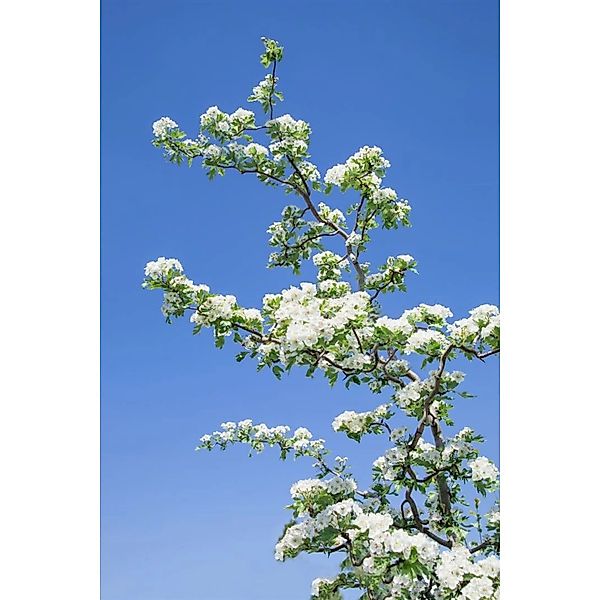 Crataegus Monogyna Flexuosa Eingriffeliger Weißdorn 25–40 cm günstig online kaufen