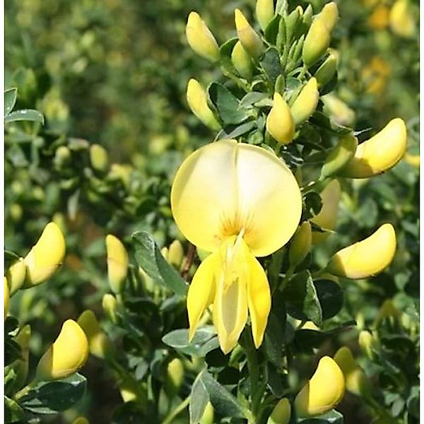 Schmuckginster Luna 60-80cm - Cytisus scoparius günstig online kaufen