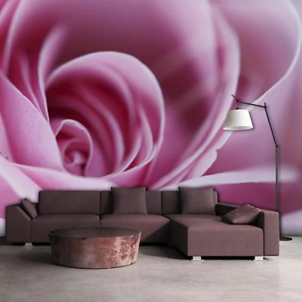 artgeist Fototapete Rosa Rosa rosa/grau Gr. 250 x 193 günstig online kaufen