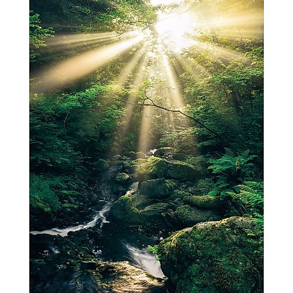 Komar Fototapete Vlies Divine  200 x 250 cm günstig online kaufen