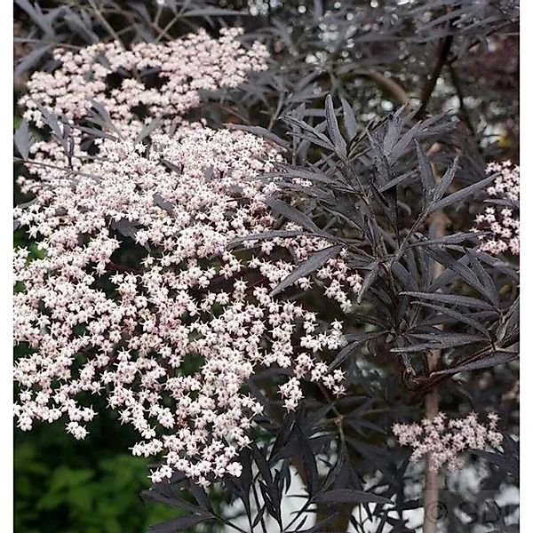 Schwarzer Holunder Black Lace 125-150cm - Sambucus nigra günstig online kaufen