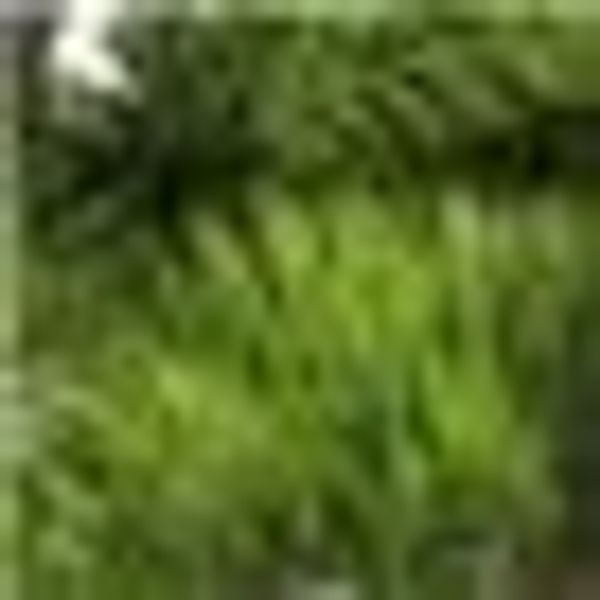 Kunstbonsai Bonsai Kiefer Bonsai Kiefer, Creativ günstig online kaufen