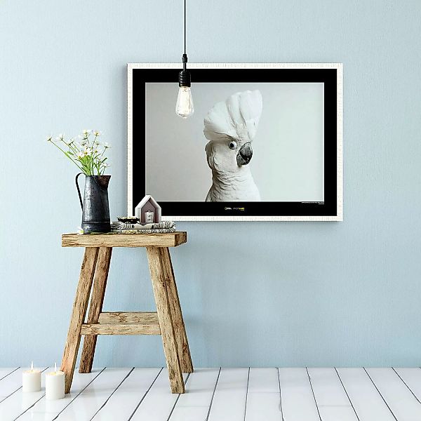 KOMAR Wandbild - White Cockatoo - Größe: 70 x 50 cm mehrfarbig Gr. one size günstig online kaufen