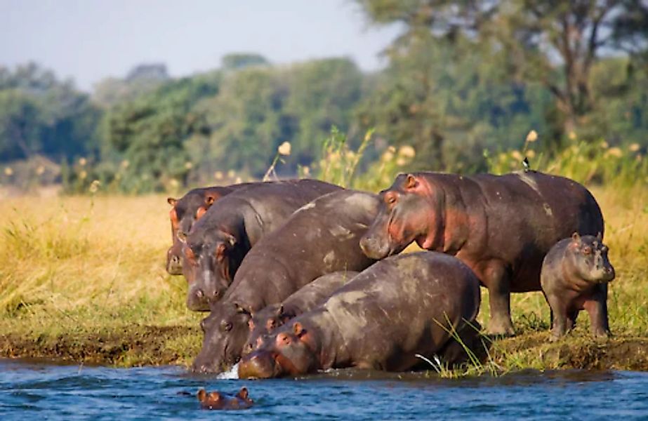 Papermoon Fototapete »Hippo Familie« günstig online kaufen