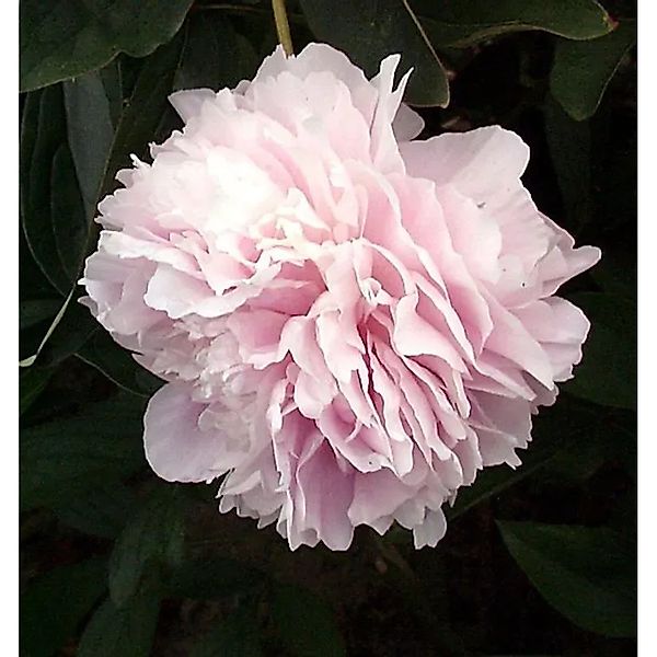 Edelpfingstrose Sarah Bernhardt - Paeonia,actiflora günstig online kaufen