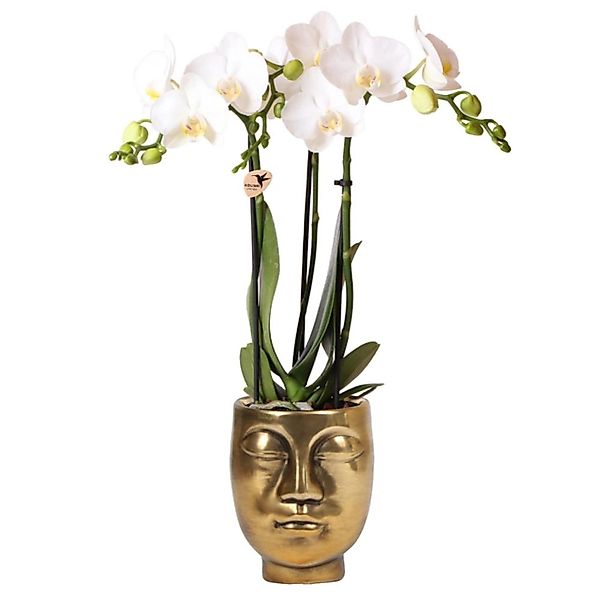 Kolibri Orchids Weisse Phalaenopsis Orchideed Amabilis & Goldener Face-2-fa günstig online kaufen