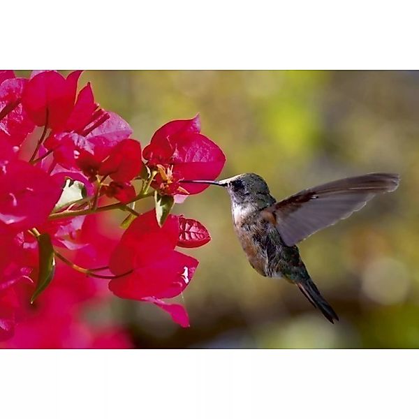 Fototapete HUMMINGBIRD  | MS-5-0230 | Braun | Digitaldruck auf Vliesträger günstig online kaufen