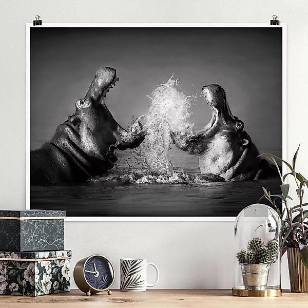 Poster Tiere - Querformat Hippo Fight günstig online kaufen
