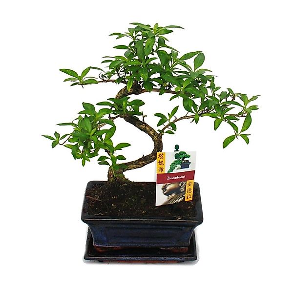 Exotenherz Bonsai Serissa Junischnee Baum Der 1000 Sterne ca. 8 Jahre günstig online kaufen