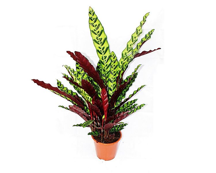 Exotenherz Zimmerpflanze XXL-Schattenpflanze Calathea lancifolia 17cm Topf günstig online kaufen