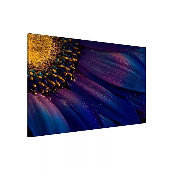 Magnettafel Blumen - Querformat 3:2 Blaue Gerberablüte günstig online kaufen