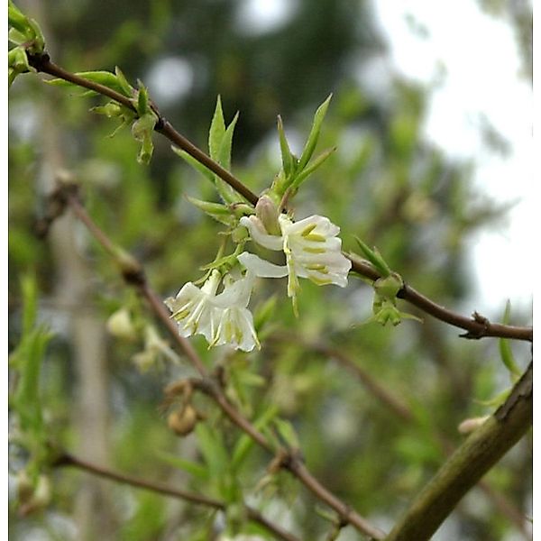 Winter Heckenkirsche Winter Beauty 30-40cm - Lonicera purpusii günstig online kaufen