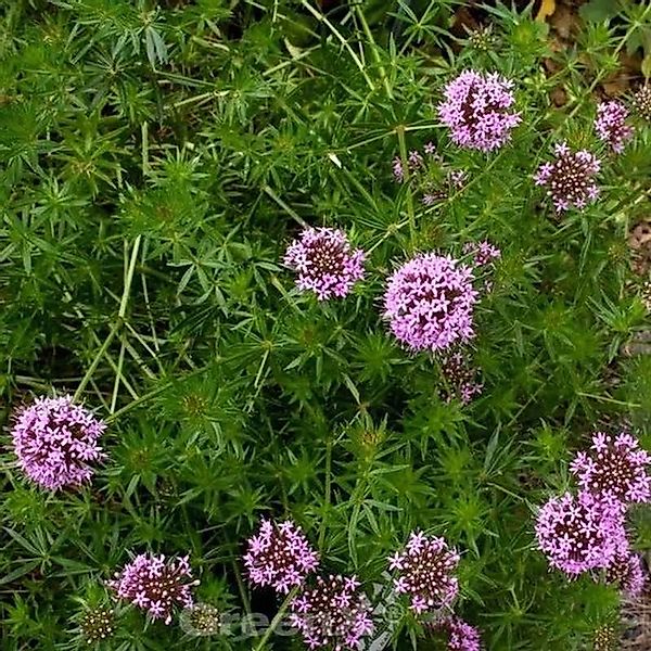 Rosenwaldmeister Purpurea - Phuopsis stylosa günstig online kaufen