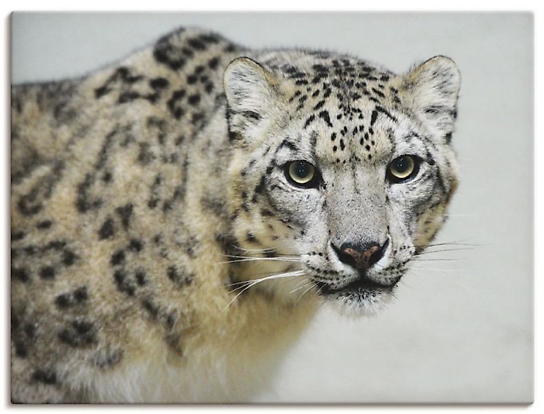 Artland Wandbild "Schneeleopard", Wildtiere, (1 St.), als Alubild, Outdoorb günstig online kaufen