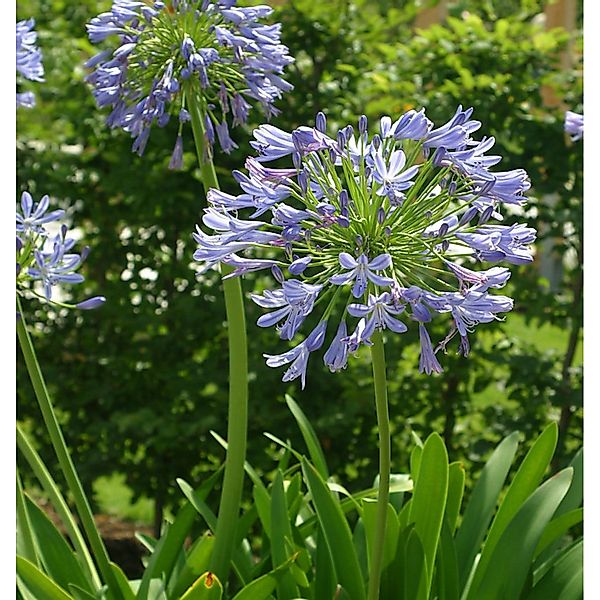 Liebesblume Schmucklilie - Agapanthus africanus günstig online kaufen