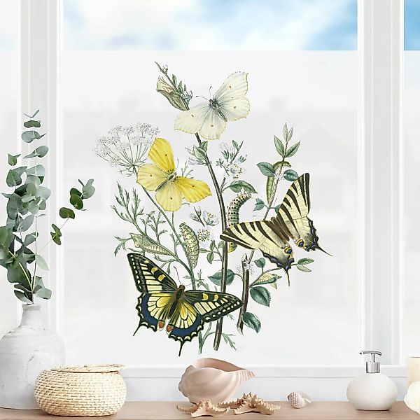 Fensterfolie Britische Schmetterlinge III günstig online kaufen