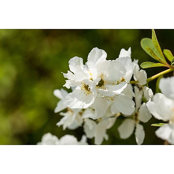 Exochorda Racemosa Magical Springtime Perlenstrauch Weiß 40–60 cm günstig online kaufen
