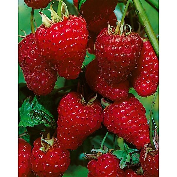Rubus Idaeus ZEFA 3 Herbsternte Himbeere 30–40 Cm günstig online kaufen
