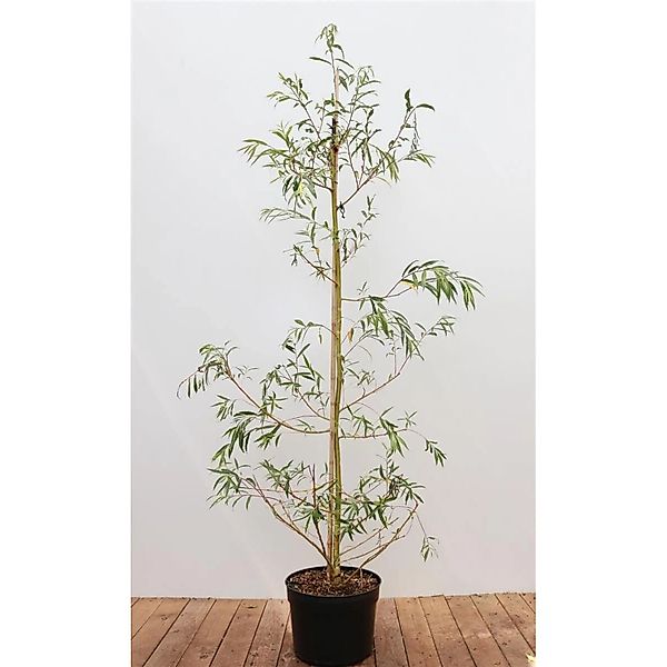 Salix Alba Tristis Trauerweide 125–150 cm günstig online kaufen