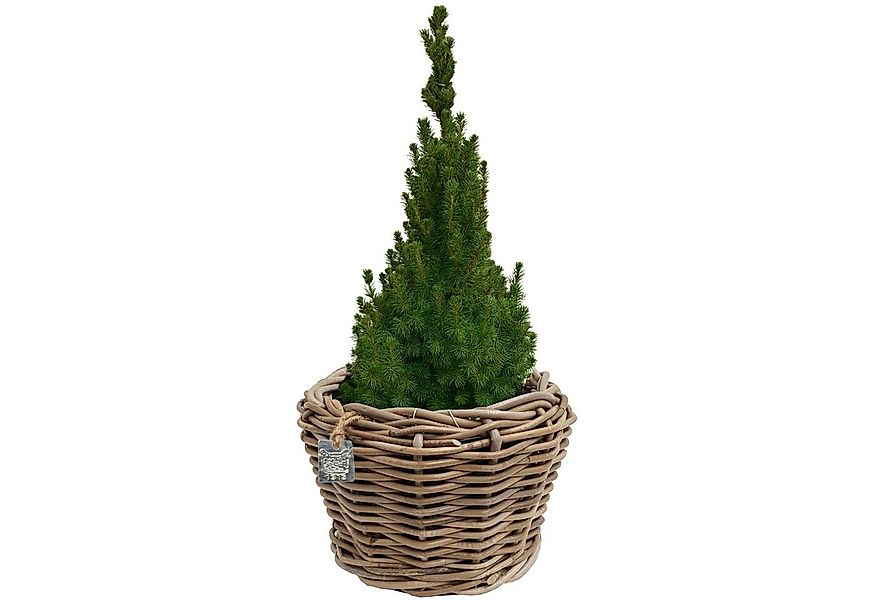 Van der Leeden Blumentopf Blumenkorb Pflanzkorb 27x20cm Rattan Weide Sylter günstig online kaufen