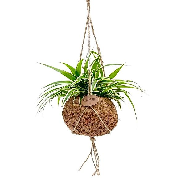 Exotenherz Zimmerpflanze Kokodama Chlorophytum im Kokodama-Gefäß zum Hängen günstig online kaufen