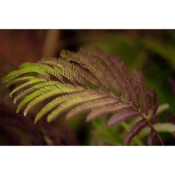 Albizia Julibrissin Summer Chocolate Seidenbaum Dunkelrot 60–80 cm günstig online kaufen