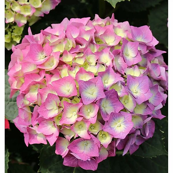 Bauernhortensie Everbloom Blue Wonder 30-40cm - Hydrangea macrophylla günstig online kaufen