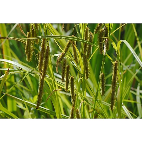 Carex Pseudocyperus Scheinzypergras-Segge Ca. 9x9 cm Topf günstig online kaufen