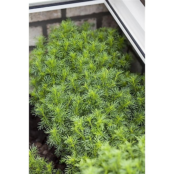 Tagetes Filifolia Mexikanische Gewürztagetes Ca. 11x11 cm Topf günstig online kaufen