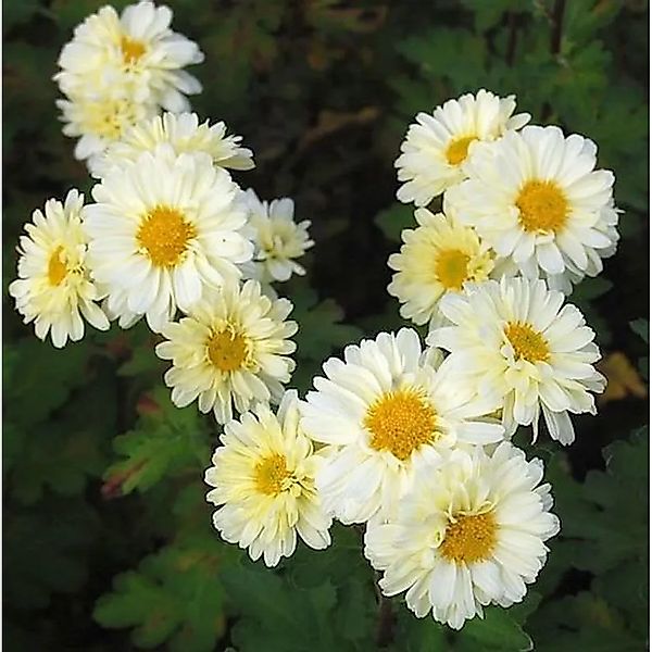 Herbstaster Poesie - Chrysanthemum hortorum günstig online kaufen