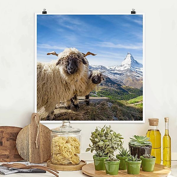 Poster Schwarznasenschafe von Zermatt günstig online kaufen