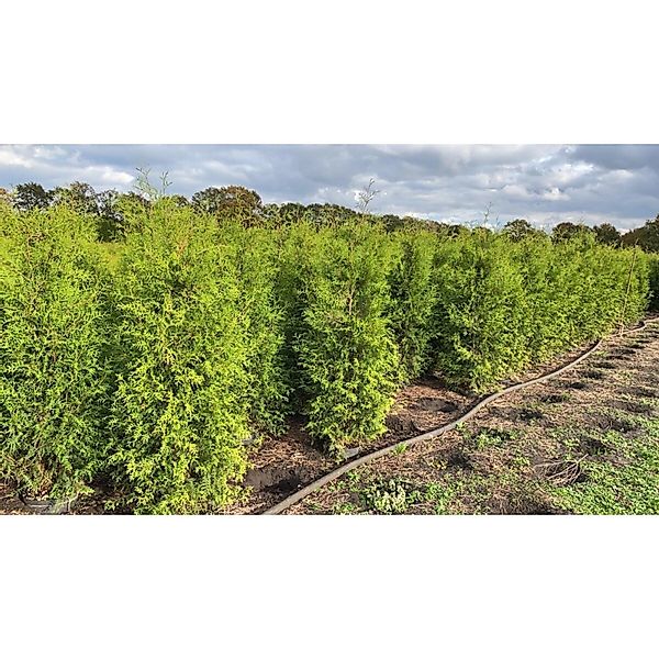 Thuja occidentalis 'Brabant' 200-225 cm günstig online kaufen
