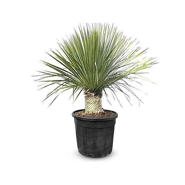 Sunny-Tree Mediterrane Yucca Rostrata Palmlilie mit Stammhöhe 20/30 cm Wint günstig online kaufen