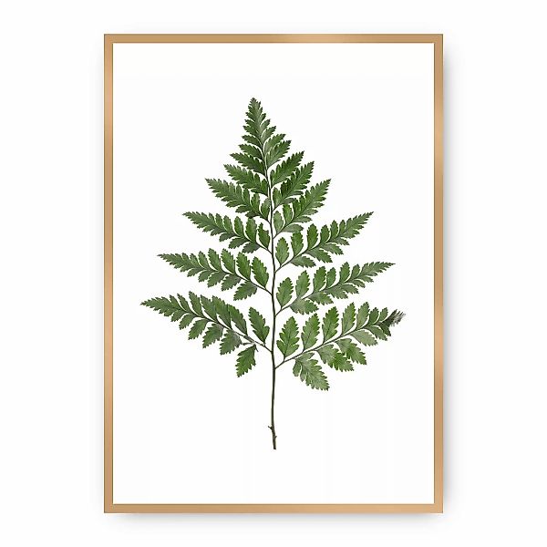 Poster Fern Green, 30 x 40 cm, Rahmen wählen: gold günstig online kaufen