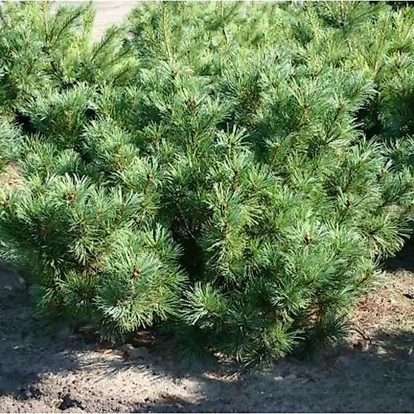 Zwergzirbelkiefer 50-60cm - Pinus cembra günstig online kaufen