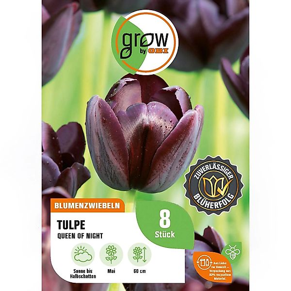 GROW by OBI Tulpe Queen of Night Purple 8 St.Tulipa single late Queen of Ni günstig online kaufen