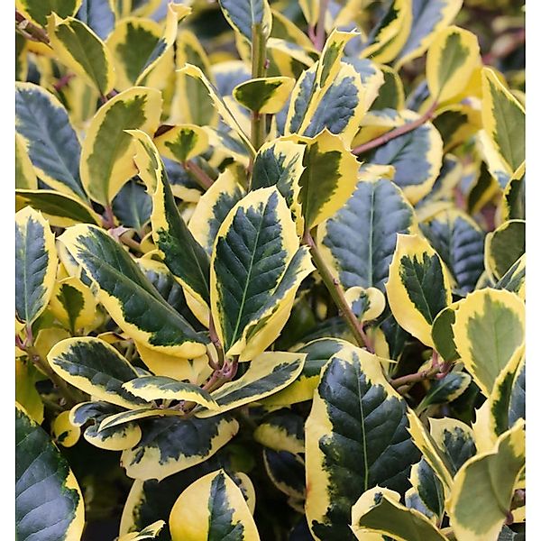 Gelbbunte Stechpalme Ilex Golden King 80-100cm - Ilex altaclerensis günstig online kaufen