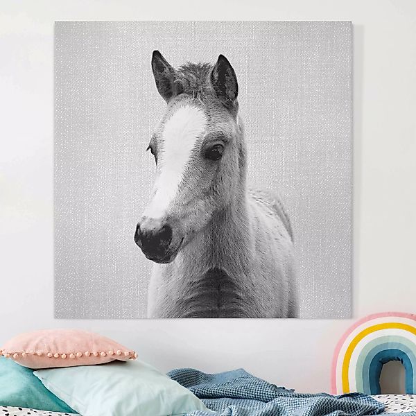 Leinwandbild Baby Pferd Philipp Schwarz Weiß günstig online kaufen