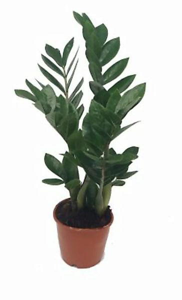Gärtnerei Müller Zamie, (Zamioculcas zamiifolia), ca. 50cm hoch, 14cm Topf günstig online kaufen