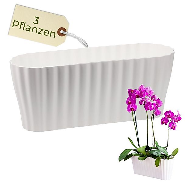 GarPet Blumentopf Orchideentopf Transparent Länglicher Orchideenkasten mit günstig online kaufen