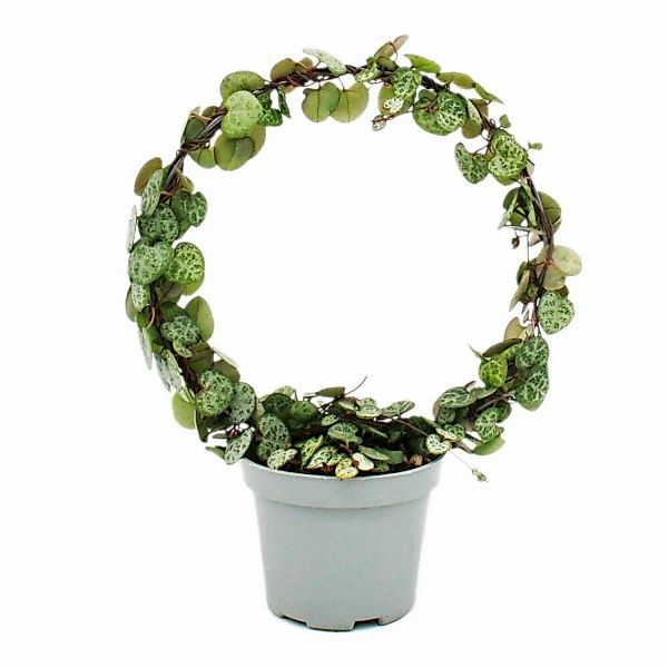 Exotenherz Leuchterblume am Rundbogen Ceropegia Woodii String Of Hearts 9cm günstig online kaufen