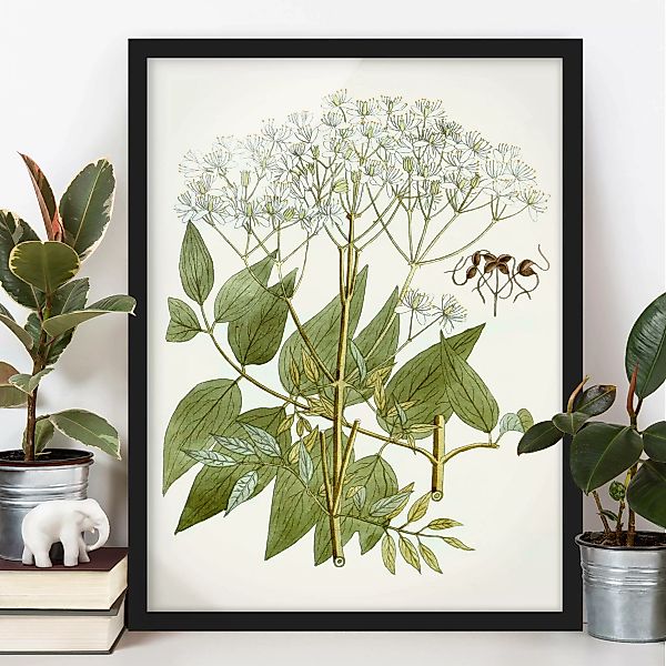 Bild mit Rahmen Blumen - Hochformat Wildkräuter Schautafel V günstig online kaufen