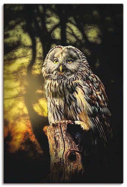 Artland Wandbild »Eule« Vögel 1 Stk. tlg. als Alubild, Outdoorbild, Leinwan günstig online kaufen