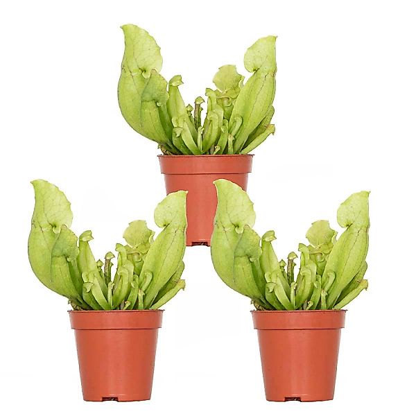 Casa Caron | 3er Set Sarracenia Juthatip Soper günstig online kaufen