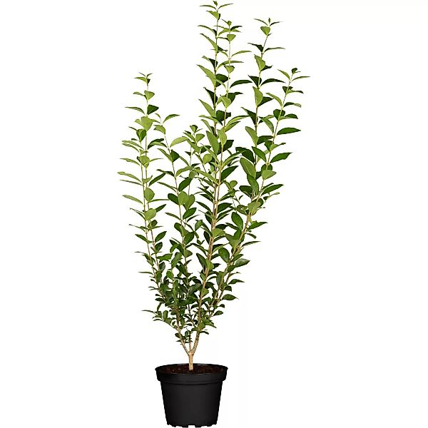 Liguster Grün Höhe ca. 60 - 80 cm Topf ca. 3 l Ligustrum vulgare Atrovirens günstig online kaufen