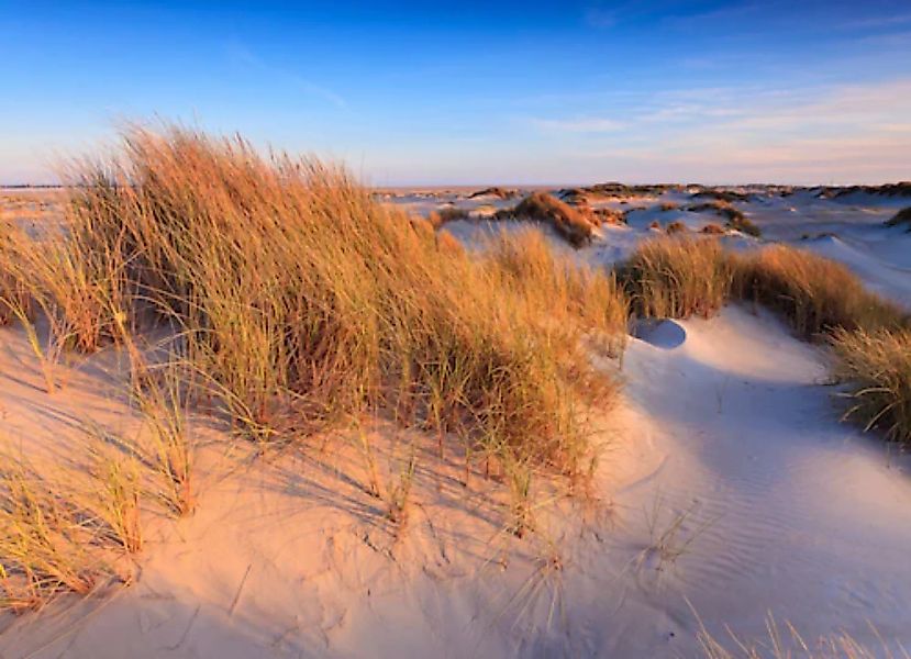 Papermoon Fototapete »Dunes Grass« günstig online kaufen
